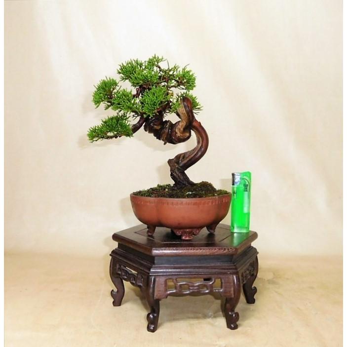 人気の小品盆栽 真柏です ギガランキングｊｐ