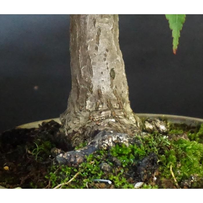 盆栽 雑木 【小品盆栽】 山紅葉 A : Bonsai Store Ito - 通販 - Yahoo