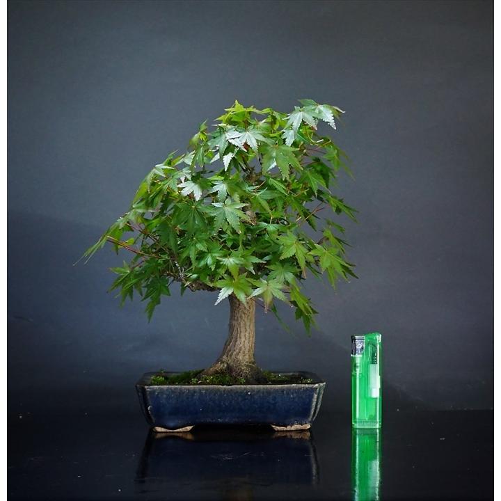 小品盆栽山紅葉 盆栽 雑木 【小品盆栽】 山紅葉 B : Bonsai Store Ito - 通販 - Yahoo