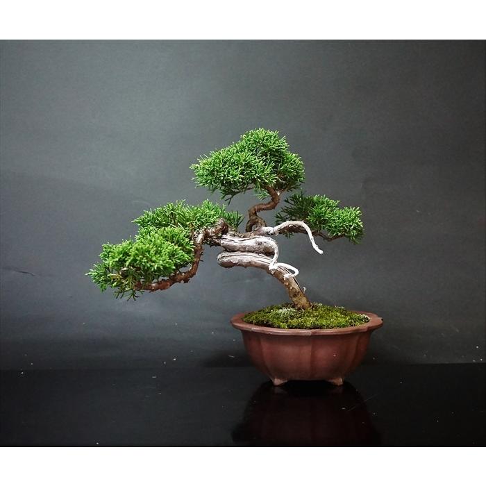 盆栽 松柏 【小品盆栽】 糸魚川真柏 A : Bonsai Store Ito - 通販