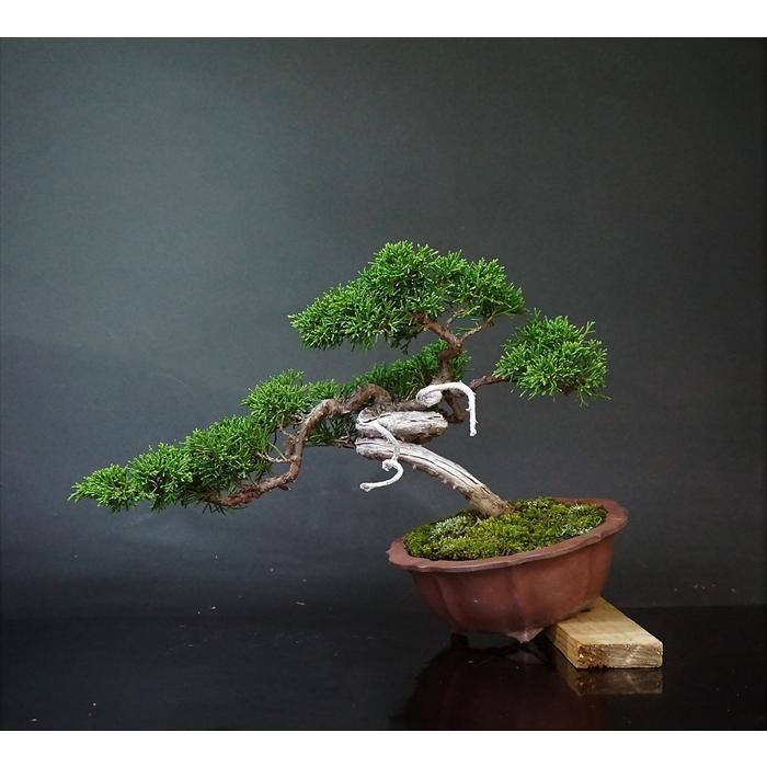 盆栽 松柏 【小品盆栽】 糸魚川真柏 A : Bonsai Store Ito - 通販