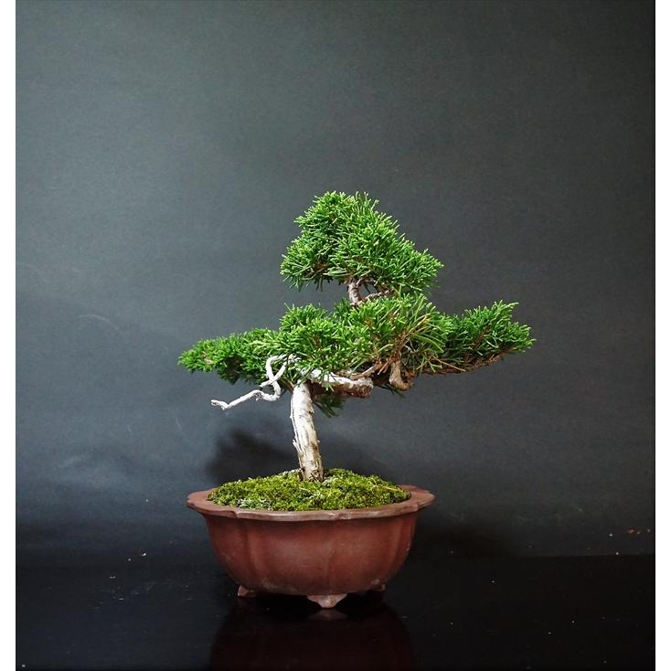 盆栽 松柏 【小品盆栽】 糸魚川真柏 A : Bonsai Store Ito - 通販