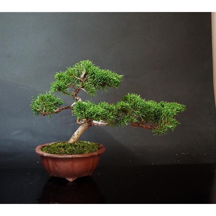 盆栽 松柏 【小品盆栽】 糸魚川真柏 A : Bonsai Store Ito - 通販
