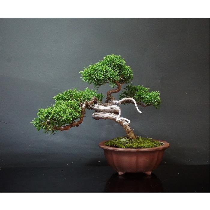 盆栽 松柏 【小品盆栽】 糸魚川真柏 A : Bonsai Store Ito - 通販