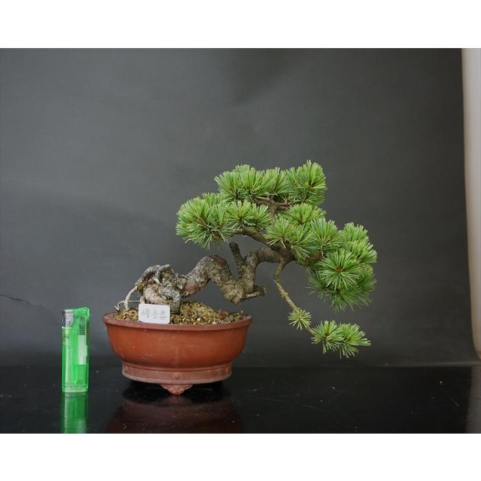 盆栽 五葉松 【小品盆栽】 五葉松 峰吾妻 : Bonsai Store Ito - 通販