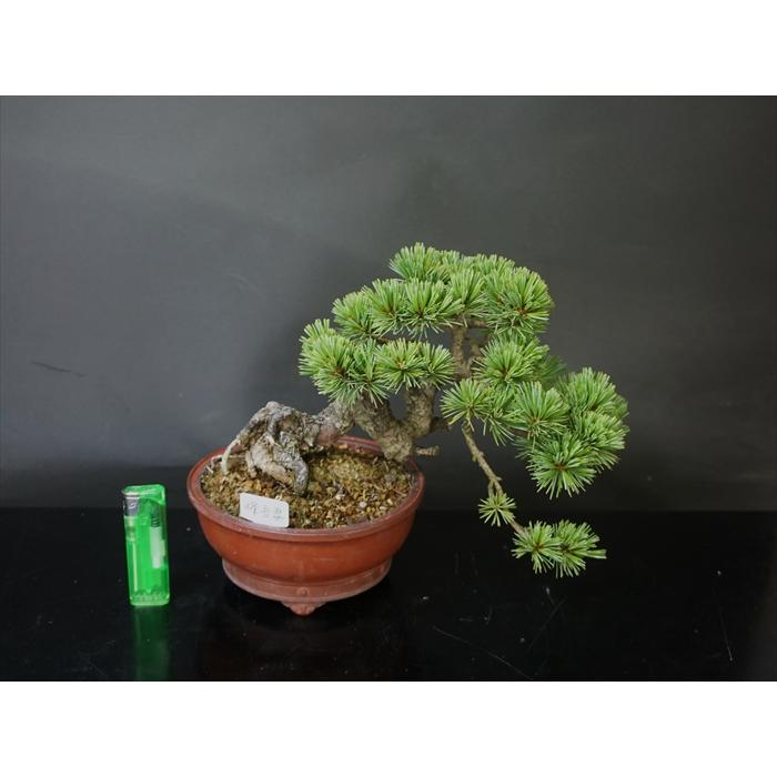 盆栽 五葉松 【小品盆栽】 五葉松 峰吾妻 : Bonsai Store Ito - 通販