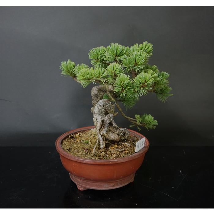 盆栽 五葉松 【小品盆栽】 五葉松 峰吾妻 : Bonsai Store Ito - 通販