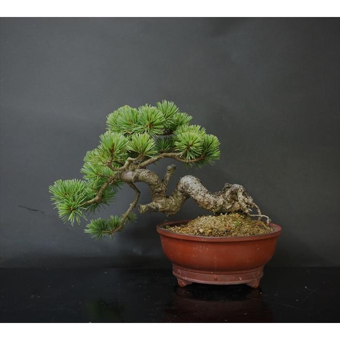 盆栽 五葉松 【小品盆栽】 五葉松 峰吾妻 : Bonsai Store Ito - 通販