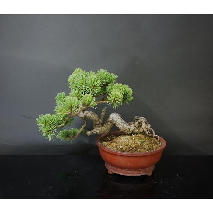 盆栽 五葉松 【小品盆栽】 五葉松 峰吾妻 : Bonsai Store Ito - 通販