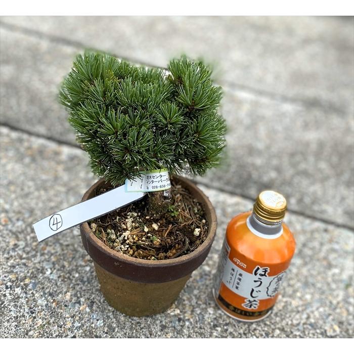 盆栽 五葉松 【小品盆栽】 那須娘素材(4) : Bonsai Store Ito - 通販