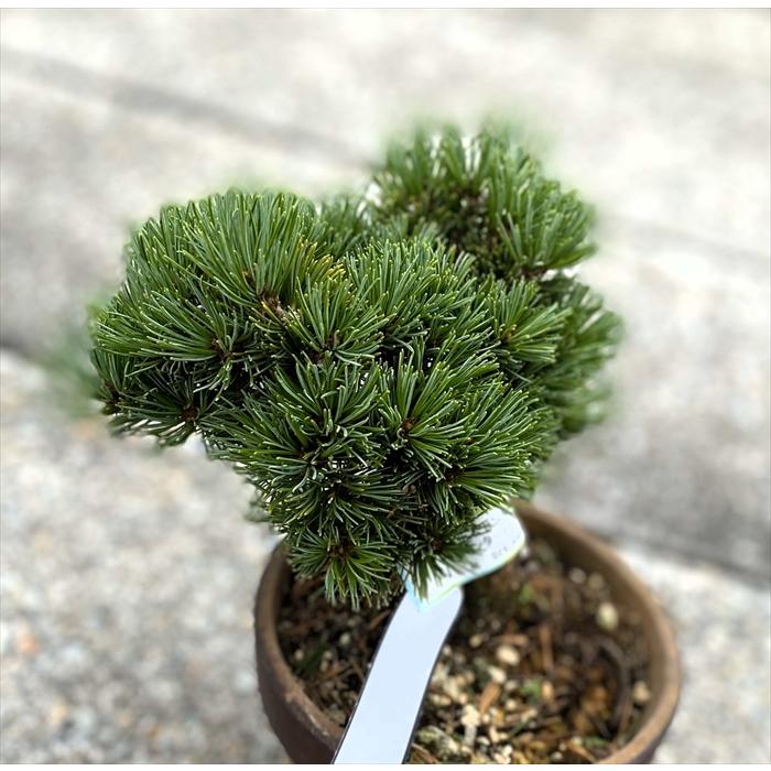盆栽 五葉松 【小品盆栽】 那須娘素材(4) : Bonsai Store Ito - 通販