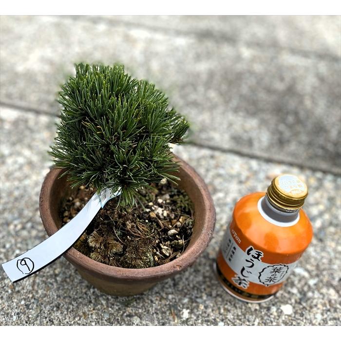 盆栽 五葉松 【小品盆栽】 那須娘素材(9) : Bonsai Store Ito - 通販