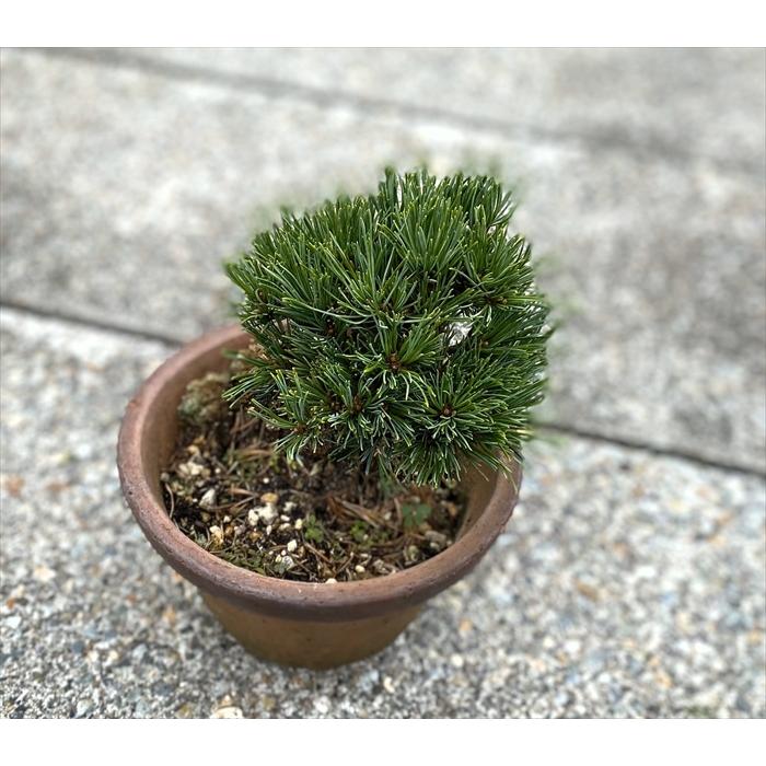 【龍】　五葉松（那須娘）　小品 Amazon.co.jp: 那須五葉松 八房品種『那須娘』小品盆栽【泰寿園