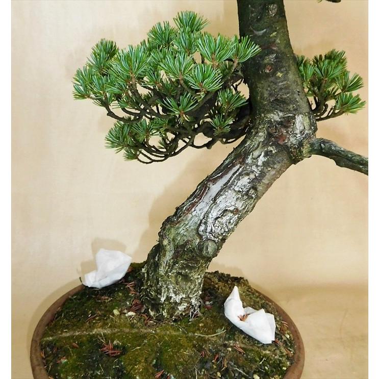 盆栽　五葉松　【大品盆栽】　五葉松 《地球宝 tikyuuhou 》｜bonsai-ito｜02