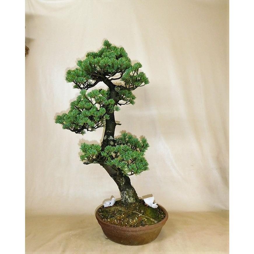 盆栽　五葉松　【大品盆栽】　五葉松 《地球宝 tikyuuhou 》｜bonsai-ito｜06