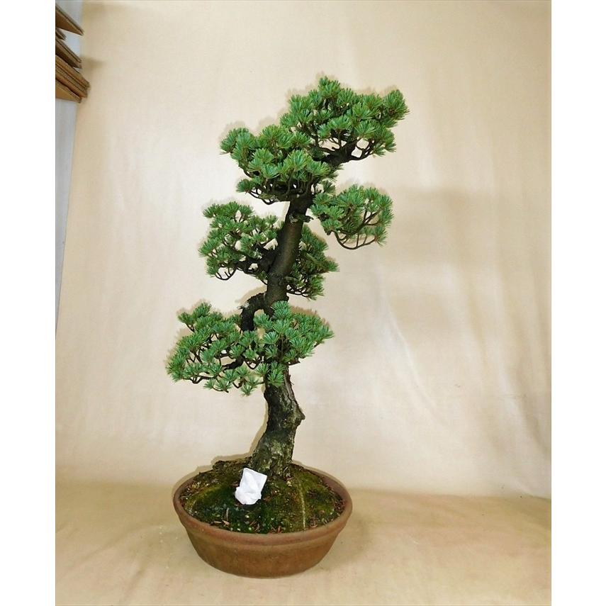 盆栽　五葉松　【大品盆栽】　五葉松 《地球宝 tikyuuhou 》｜bonsai-ito｜08