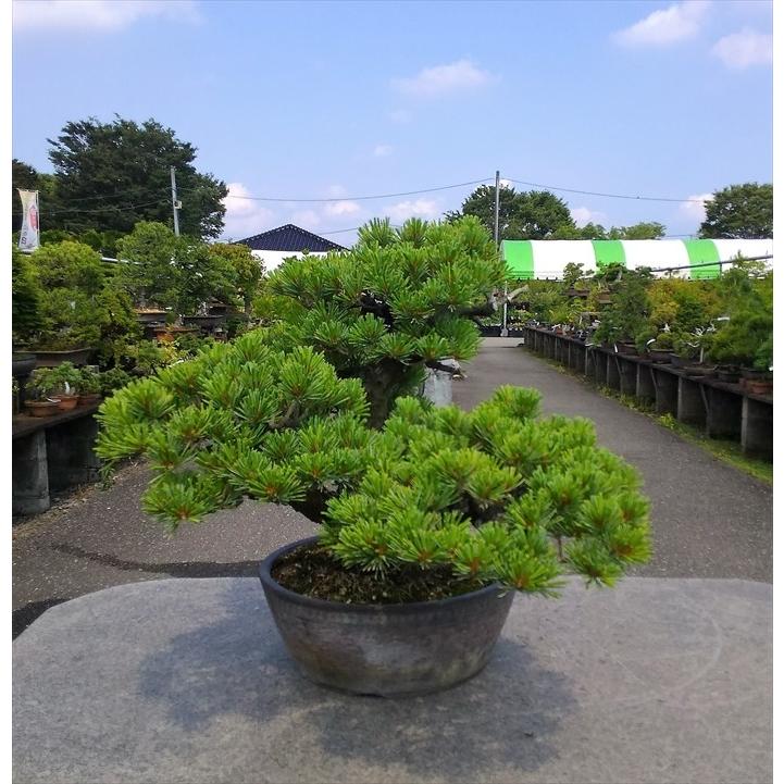 盆栽 松柏 【大品盆栽】 五葉松《宝来》 : Bonsai Store Ito