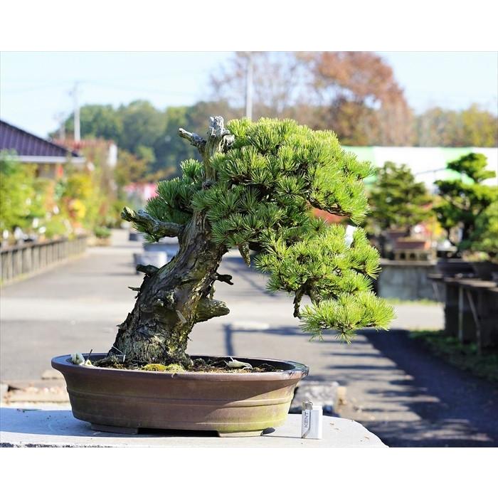 盆栽 五葉松 【大品盆栽】 五葉松 《地球宝 tikyuuhou 盆栽 五葉松 【大品盆栽】 五葉松 《地球宝 tikyuuhou