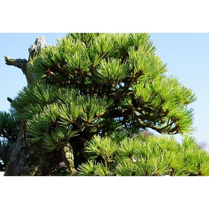 盆栽 五葉松 【大品盆栽】 五葉松 《地球宝 tikyuuhou 盆栽 五葉松 【大品盆栽】 五葉松 《地球宝 tikyuuhou
