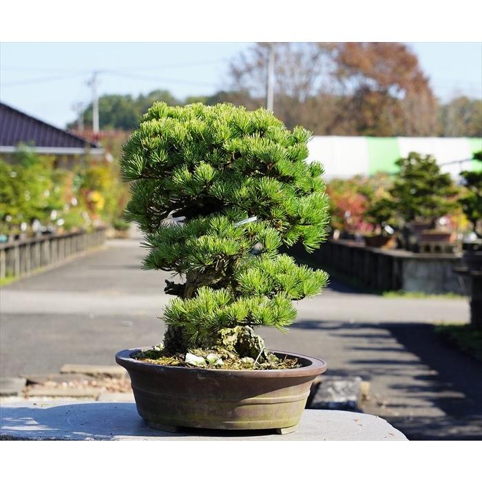 盆栽 五葉松 【大品盆栽】 五葉松 《地球宝 tikyuuhou 盆栽 五葉松 【大品盆栽】 五葉松 《地球宝 tikyuuhou