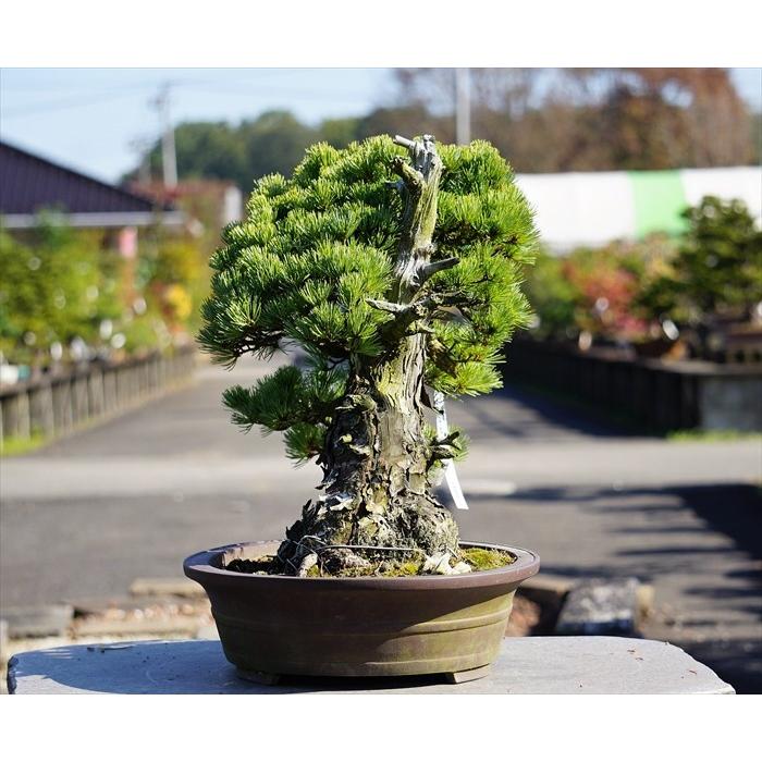 盆栽 五葉松 【大品盆栽】 五葉松 《地球宝 tikyuuhou 盆栽 五葉松 【大品盆栽】 五葉松 《地球宝 tikyuuhou