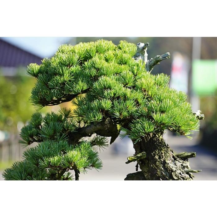 盆栽 五葉松 【大品盆栽】 五葉松 《地球宝 tikyuuhou 盆栽 五葉松 【大品盆栽】 五葉松 《地球宝 tikyuuhou