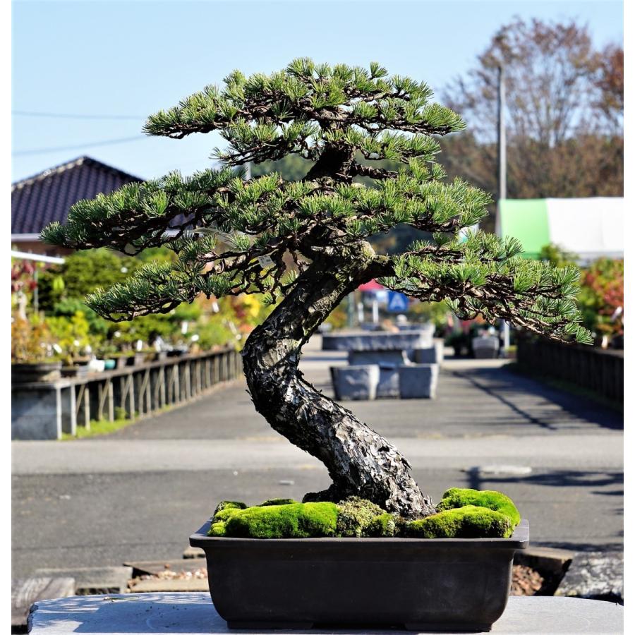 盆栽 五葉松 【大品盆栽】 五葉松 《松国宝 syoukokuhou 盆栽 五葉松 【大品盆栽】 五葉松 《松国宝 syoukokuhou