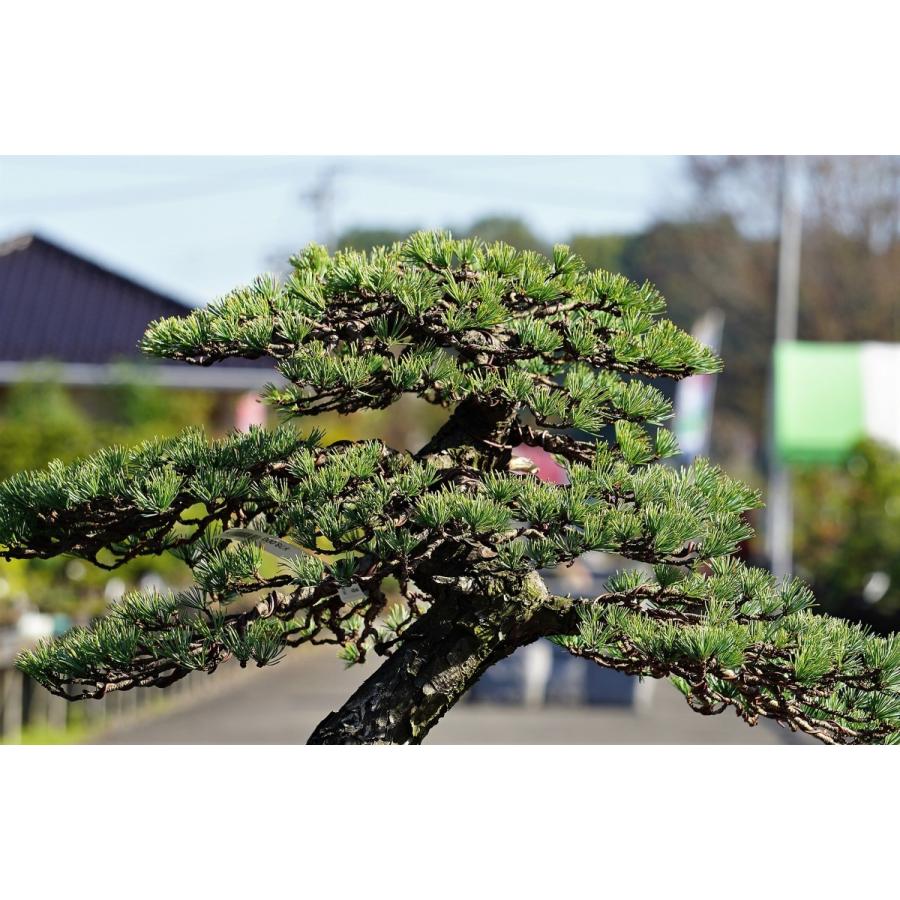 盆栽 五葉松 【大品盆栽】 五葉松 《松国宝 syoukokuhou 盆栽 五葉松 【大品盆栽】 五葉松 《松国宝 syoukokuhou