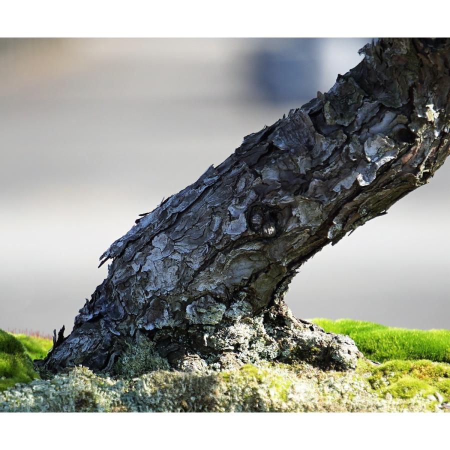 盆栽 五葉松 【大品盆栽】 五葉松 《松国宝 syoukokuhou 》 : Bonsai