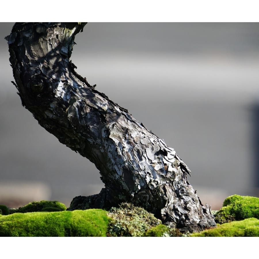 盆栽 五葉松 【大品盆栽】 五葉松 《松国宝 syoukokuhou