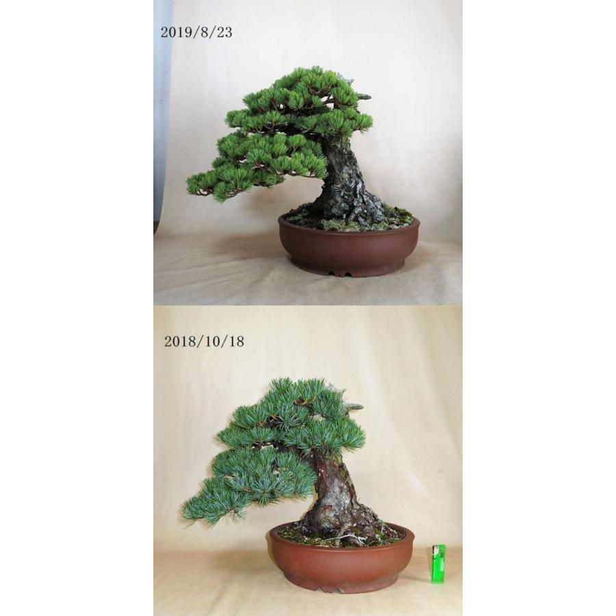 盆栽　五葉松　【中品盆栽】　五葉松 《地球宝 tikyuuhou 》｜bonsai-ito｜15