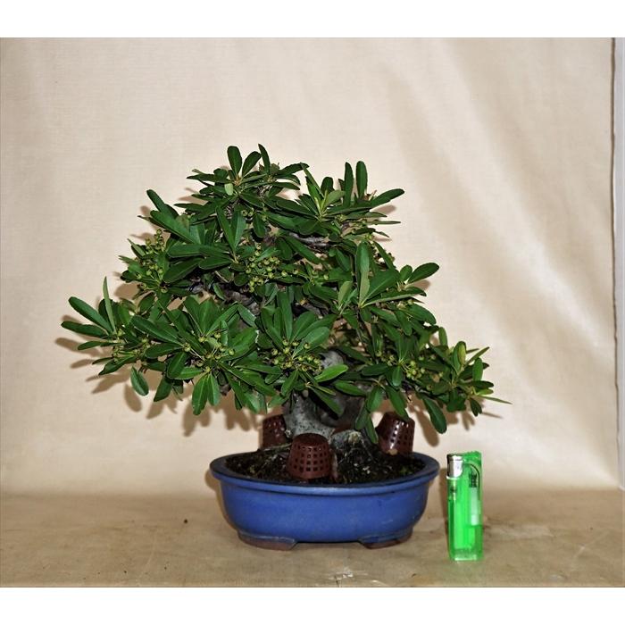 安いそれに目立つ 盆栽 雑木 実物 中品盆栽 ピラカンサス A Tyuhin0101 Bonsai Store Ito 通販 Yahoo ショッピング 国産 Philcopy Net
