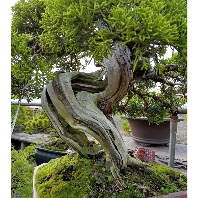 盆栽 中品 糸魚川 真柏 盆栽 真柏 糸魚川真柏 育て方ガイド付 送料無料 無料ラッピング 趣味