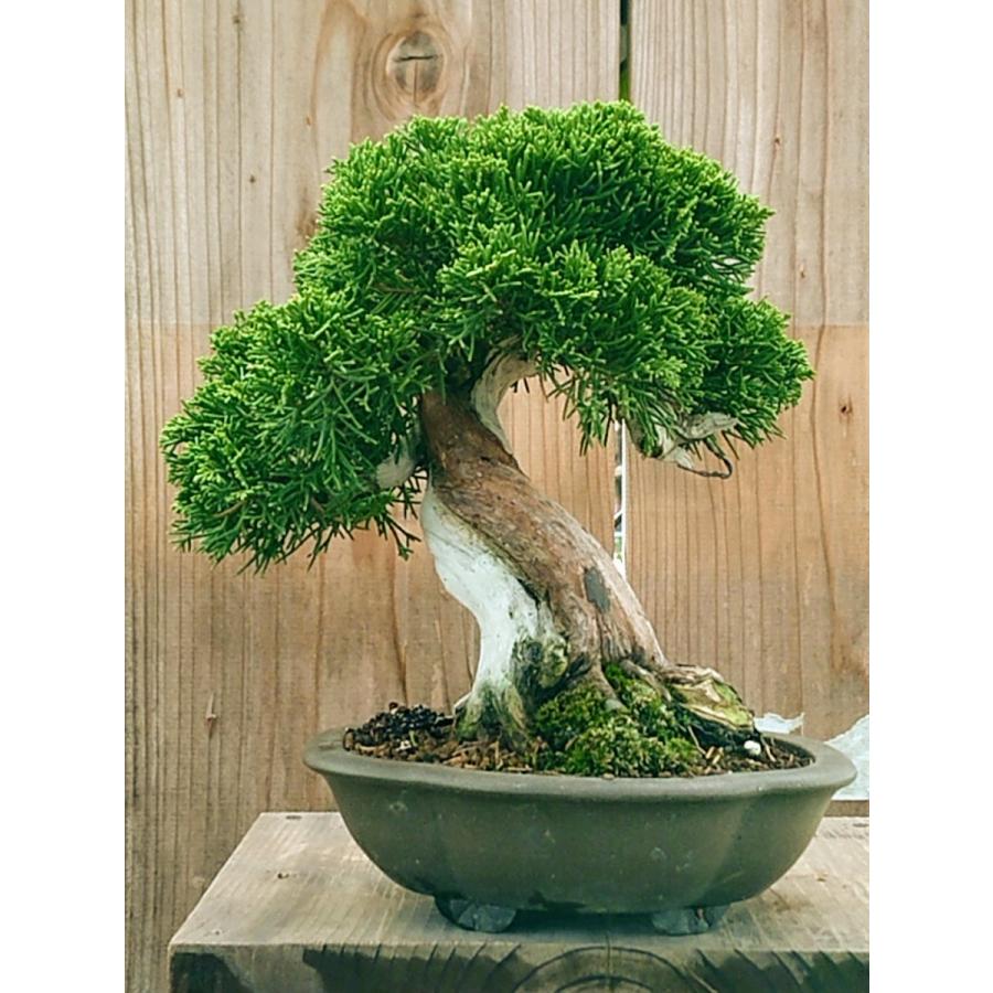 New限定品 真柏シンパク 小品盆栽 送料無料 人気ショップが最安値挑戦 Tv Creativetalentnetwork Com
