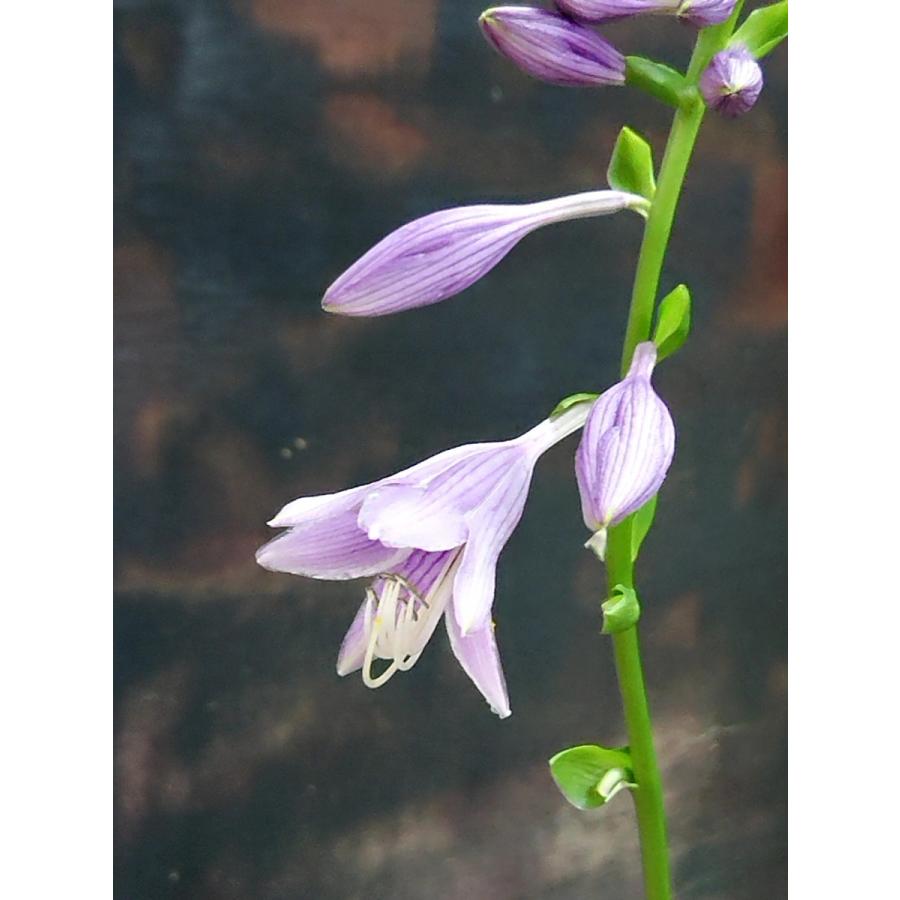 確認用。ホスタ、水戸の華1本。 ギボウシ「水戸の華」 山野草 茶花 : 盆栽金久 - 通販 - Yahoo