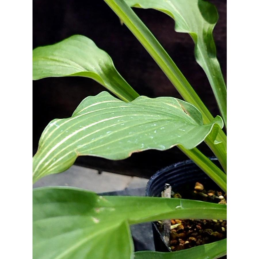 ギボウシ「水戸の華」 山野草 茶花 : 盆栽金久 - 通販 - Yahoo