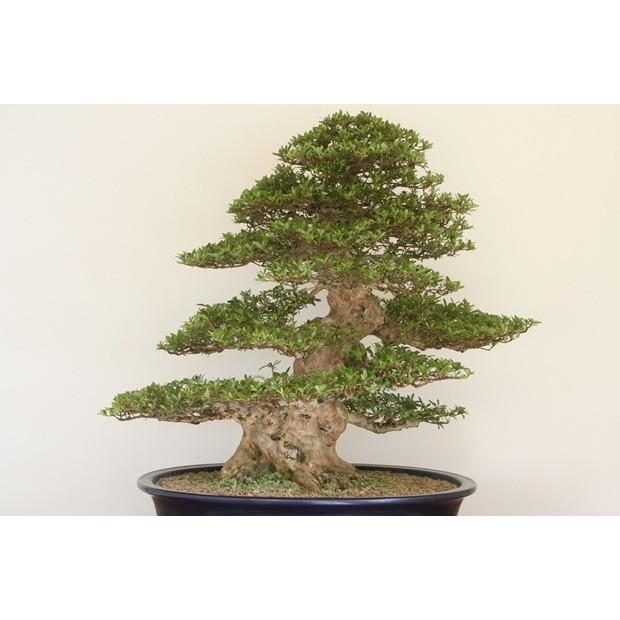 日光 売約済 : 創業昭和二年さつき盆栽光華園 - 通販 - Yahoo!ショッピング