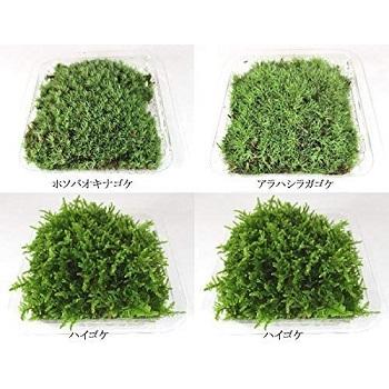 苔 テラリウム 苔盆栽 の コケ 4種 セット お好みのセットを 苔 テラリウム 苔盆栽 の コケ 4種 セット お好みのセットを