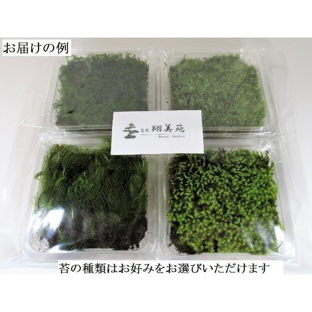 苔盆栽 テラリウム の 苔 選べる こけ お好み コケ 4種 セット 送料無料 Koke Er004m 翔美苑 通販 Yahoo ショッピング