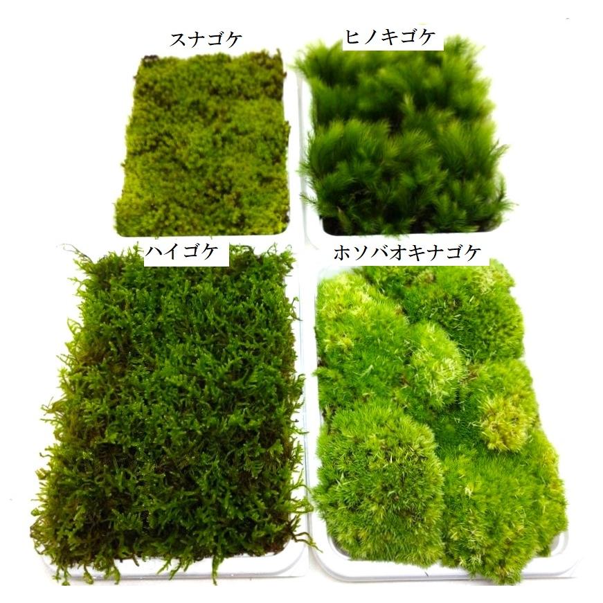 苔 テラリウム 苔盆栽 の コケ 苔 4種類から選べる 苔2パックセット 【 送料無料 】|bonsai-shobien|02