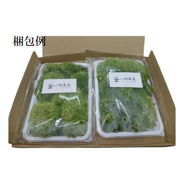 苔 テラリウム 苔盆栽 の コケ 苔 4種類から選べる 苔2パックセット 【 送料無料 】|bonsai-shobien|03