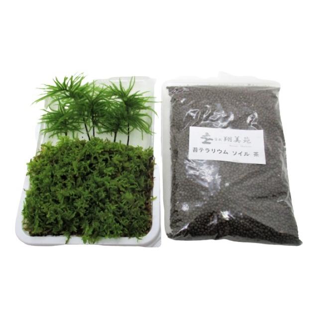 苔 テラリウム ソイル コウヤノマンネンゴケ ５本 ハイゴケ とソイル 茶 400gの セット 送料無料 Koketu 5 翔美苑 通販 Yahoo ショッピング