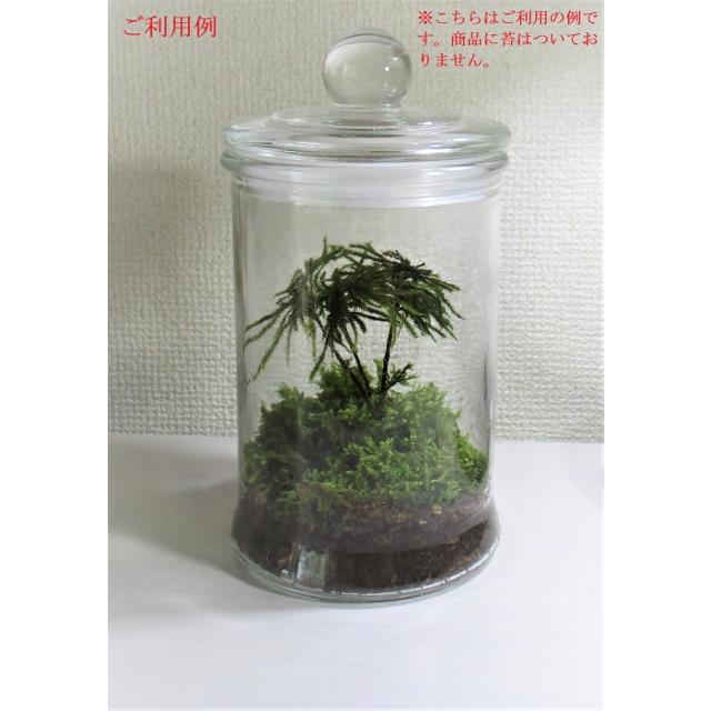 苔 テラリウム ガラス容器 蓋付き瓶 ストレートジャー 容量約750ml 樹皮培養土 50g付き 送料無料 テラリウム容器 テラリウム 観葉植物 ガラス 瓶 蓋付き Tera 004b 翔美苑 通販 Yahoo ショッピング