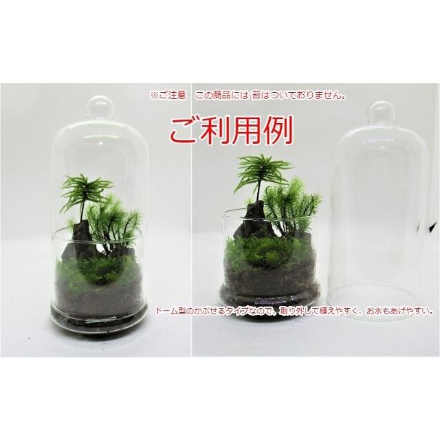 苔テラリウム ガラス容器 ドーム 気孔石 樹皮培養土60g付き 送料無料 テラリウム容器 テラリウム 観葉植物 ガラス 瓶 蓋付き Tera D21j 翔美苑 通販 Yahoo ショッピング