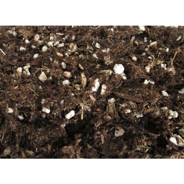 最大79％オフ！ 苔玉 苔盆栽 苔 最新作の テラリウム の 500ml 土 パーライト入り 樹皮培養土