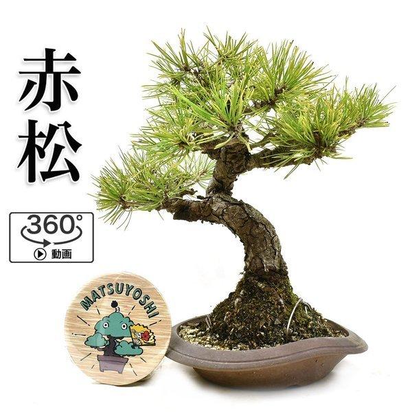 超特価激安 盆栽 ミニ盆栽 赤松 小品盆栽 Bonsai 販売 Web限定 Kuljic Com