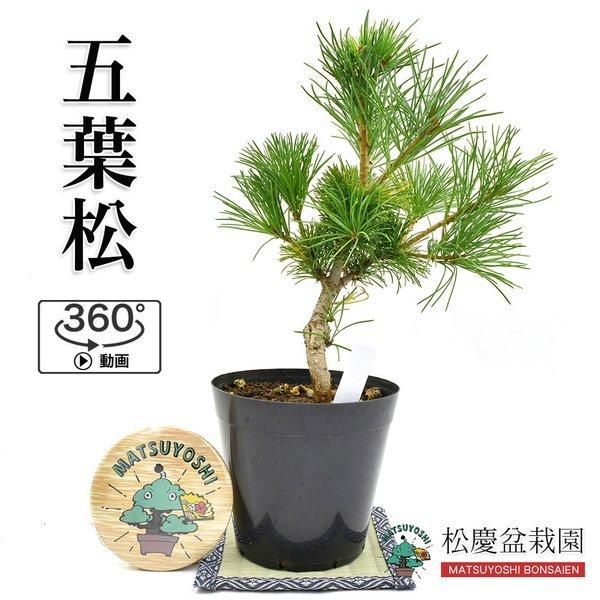 盆栽 盆栽用苗木五葉松 小須戸2号 盆栽 素材数量あり Bonsai販売 1118 松慶盆栽園 ヤフー店 通販 Yahoo ショッピング