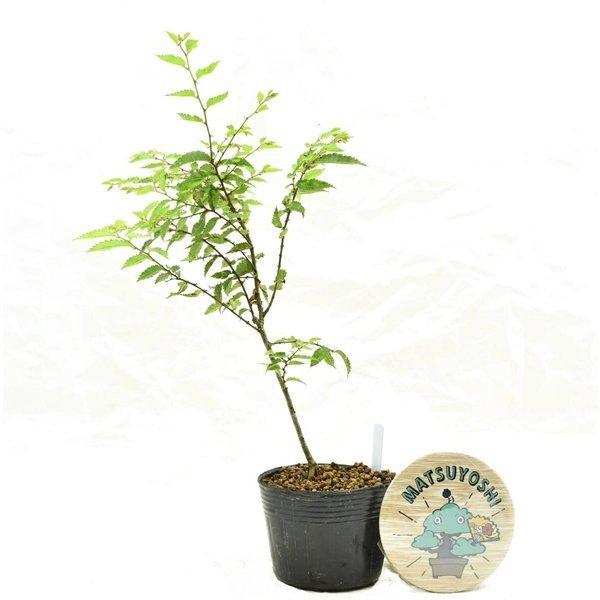 盆栽ケヤキ盆栽用 欅 素材苗小品盆栽ミニ盆栽bonsai販売 11 松慶盆栽園 ヤフー店 通販 Yahoo ショッピング