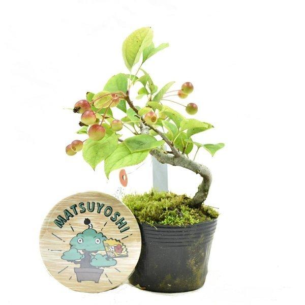 盆栽赤花黄ズミ希少種盆栽用素材苗小品盆栽ミニ盆栽bonsai販売