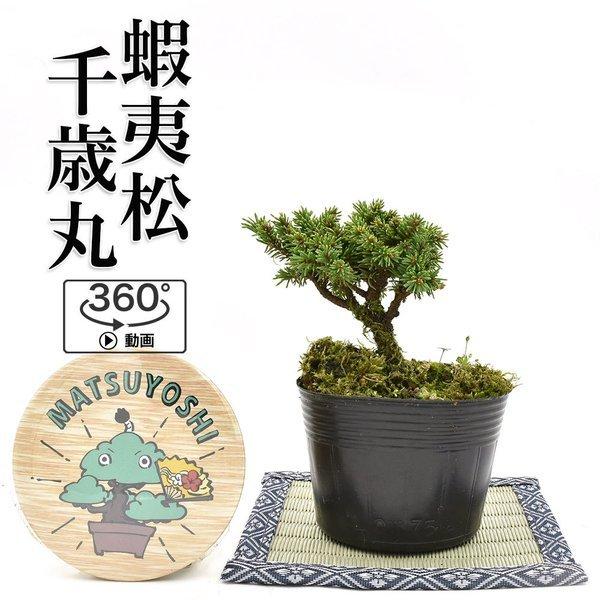 盆栽ミニ盆栽蝦夷松千歳丸 えぞまつ ミニ盆栽エゾマツbonsai販売 1123 松慶盆栽園 ヤフー店 通販 Yahoo ショッピング